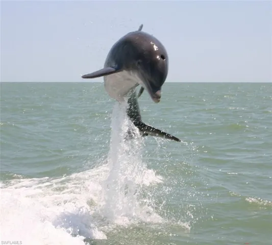 Johnson Bay Dolphin