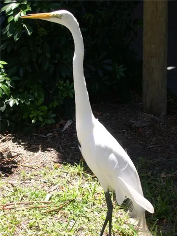 Other Capri Residents