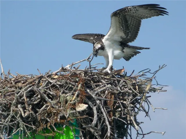 Other Capri Residents
