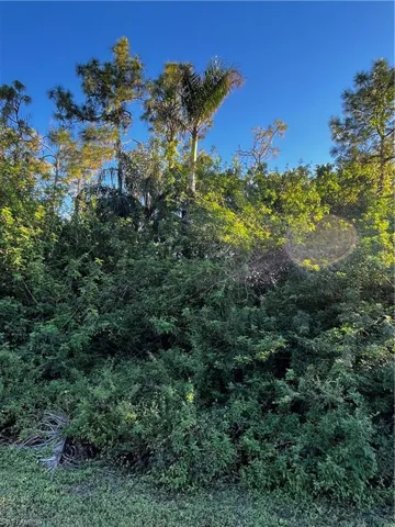 View of local wilderness