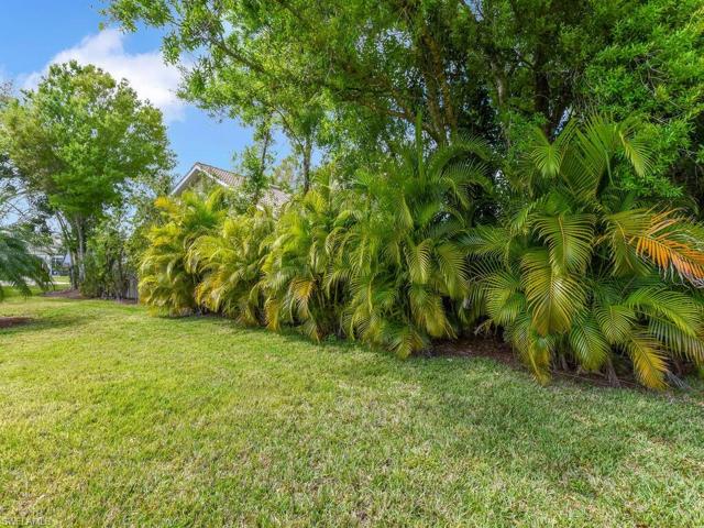 Areca Palms Planted on Other Side of Fence