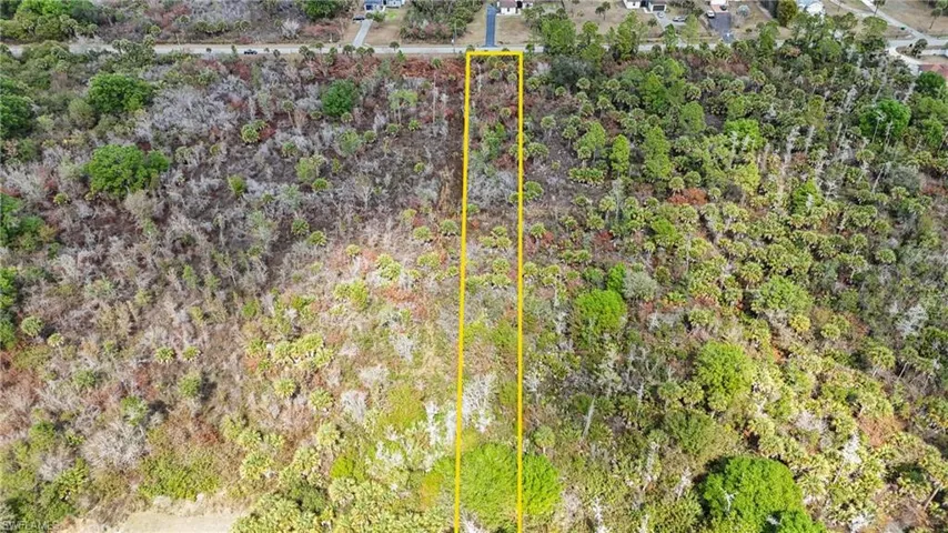 Drone / aerial view of a forest