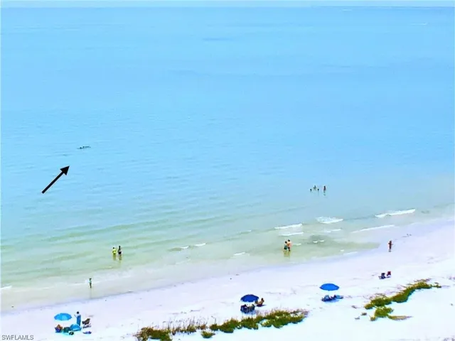 Watch dolphins swim by