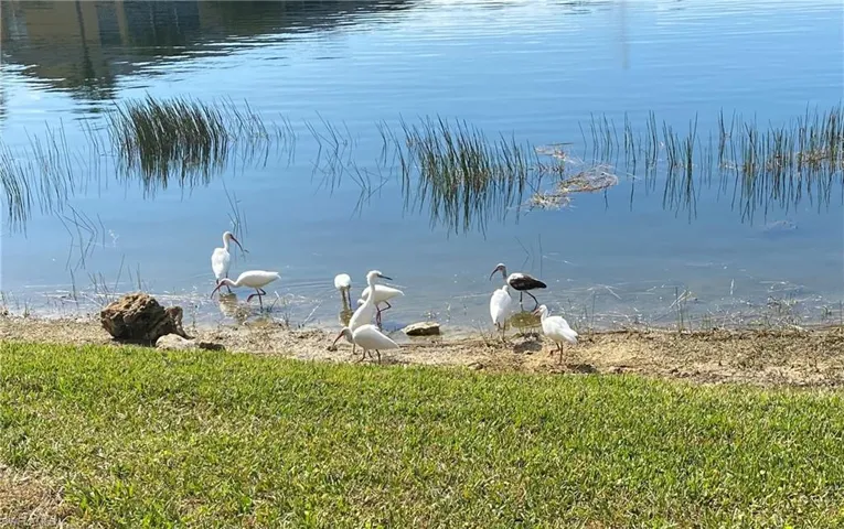 Native birds