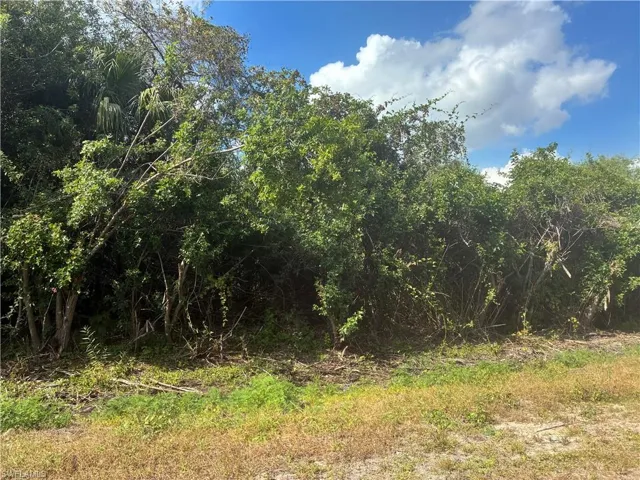 View of local wilderness