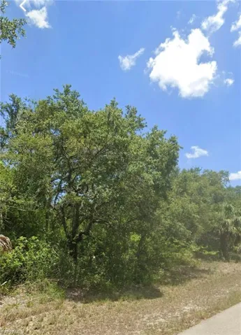 View of local wilderness