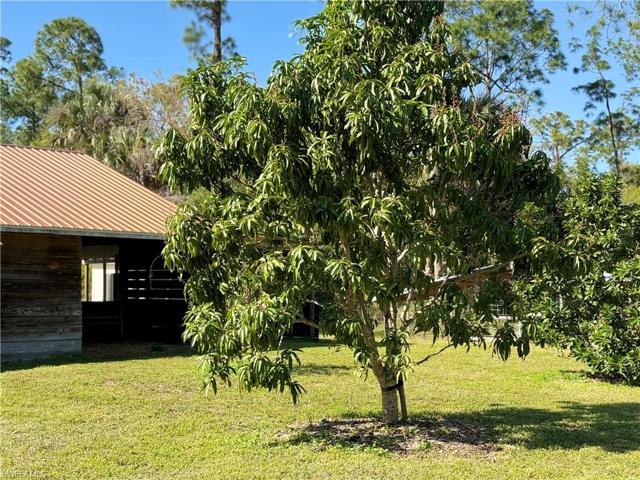 Mango Tree