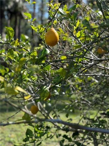 Cocktail Fruit Tree with both Lemons and Limes