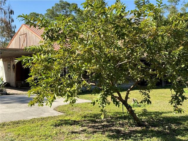 Avocado Tree