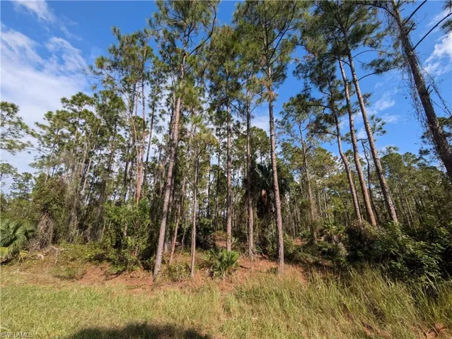View of local wilderness