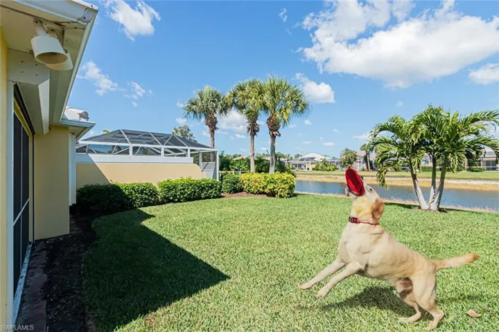 Pet Friendly (virtual)
