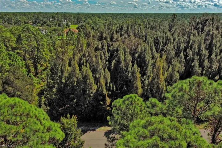 Aerial view of a forest
