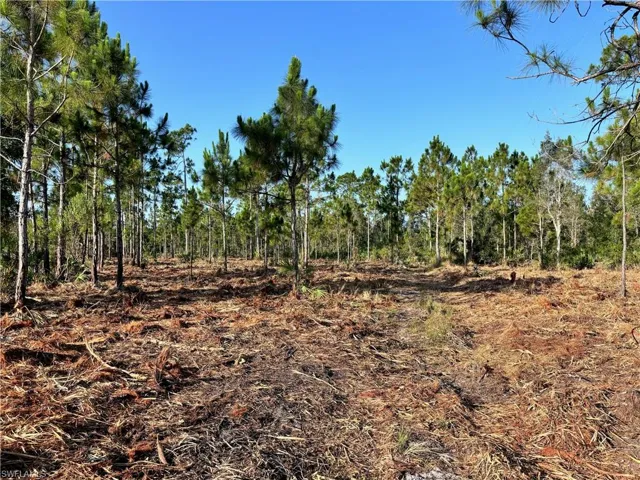 View of local wilderness