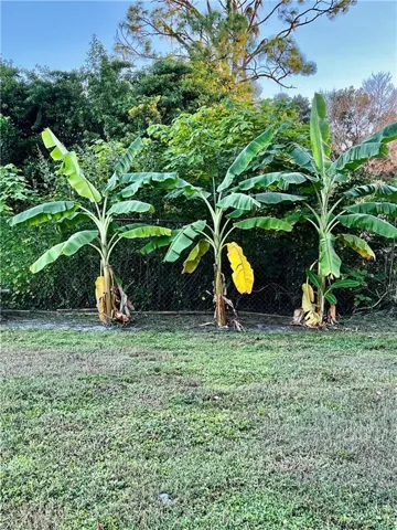 Star Fruit