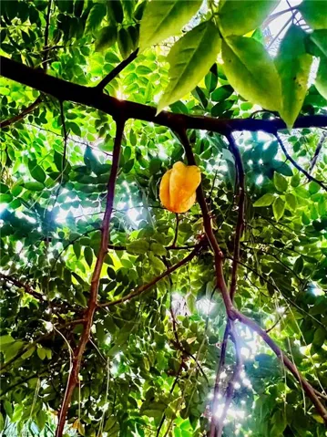 Mango Tree