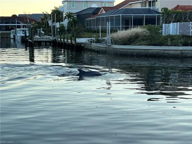 Dolphins