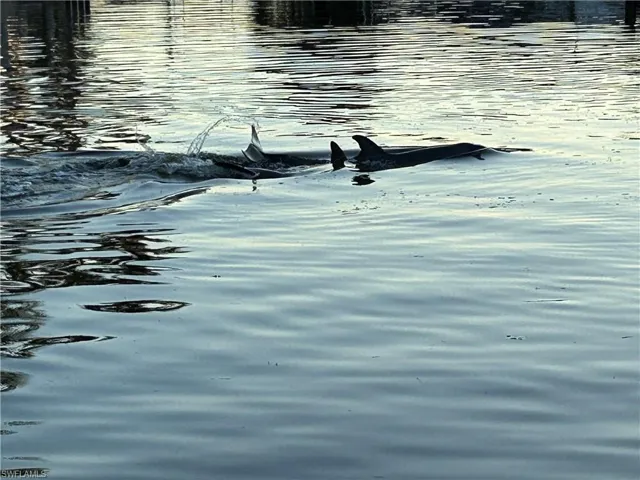Dolphins