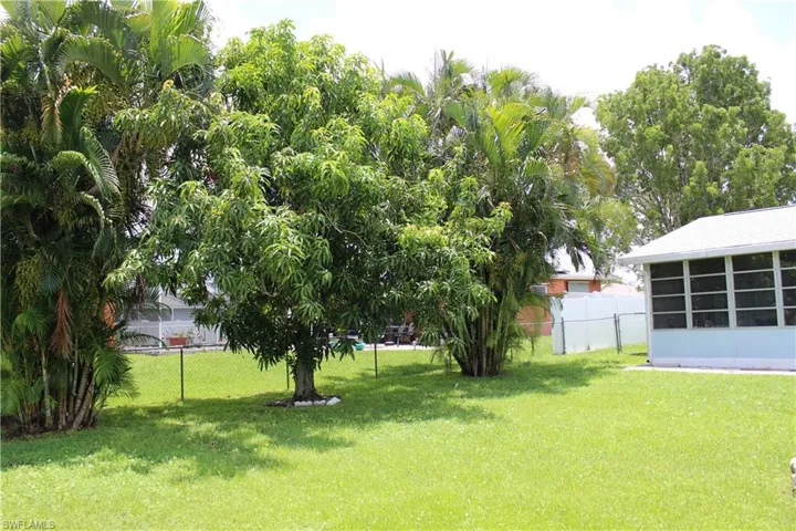 mango tree
