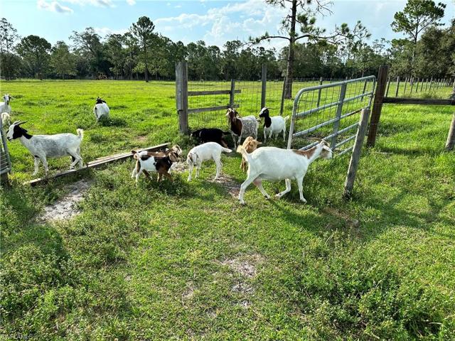 pasture 2 with goats