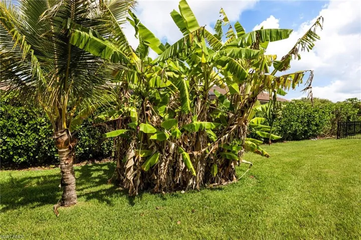 Banana
