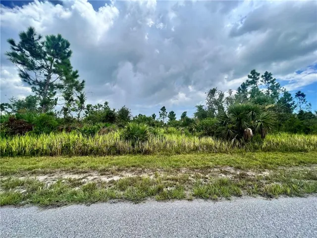 View of local wilderness