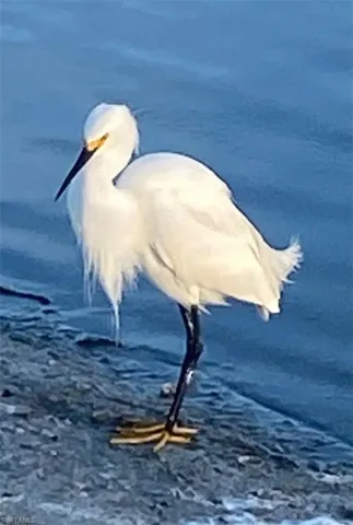 Egret