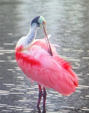 Spoonbill