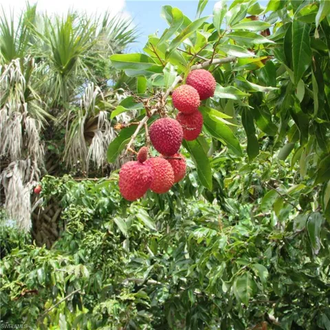 7697 Beach Daisy Ln, Bokeelia, Florida 33922