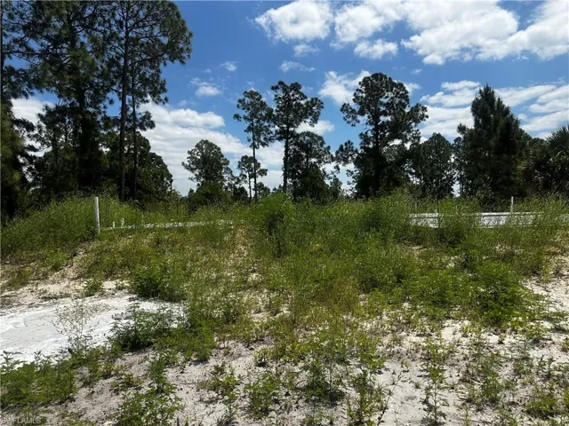 Natural landscape featuring a mix of sandy ground and varied green vegetation
