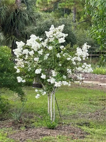 View of blooming Myrtle tree
