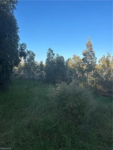 View of wooded area