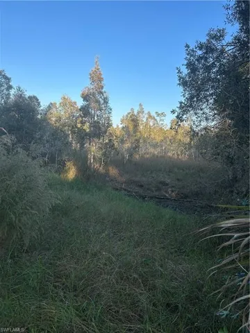 View of tree filled area