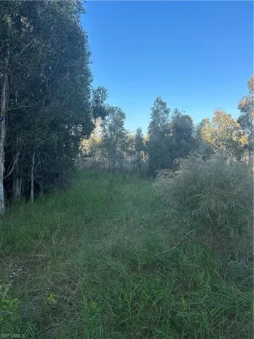View of wooded area