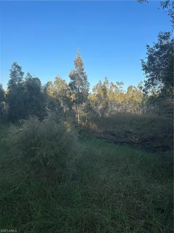 View of local wilderness