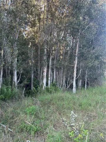 View of wooded area