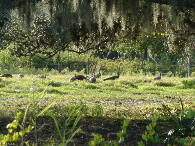 View of local wildernessAssociation Photos