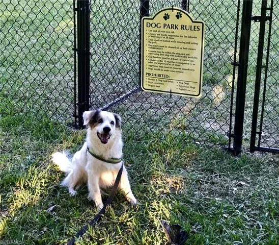 Dogs_rule_in_the_dog_park