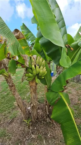 Banana trees