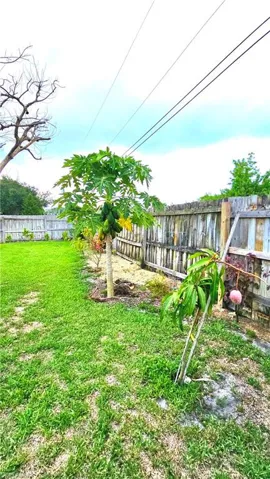Fruit trees papaya, Mango