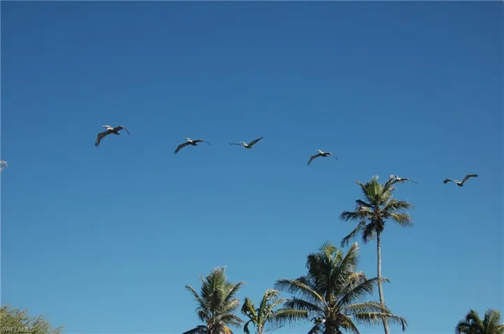 Flying Tree Top Formation