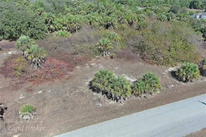 Drone / aerial view of a forest