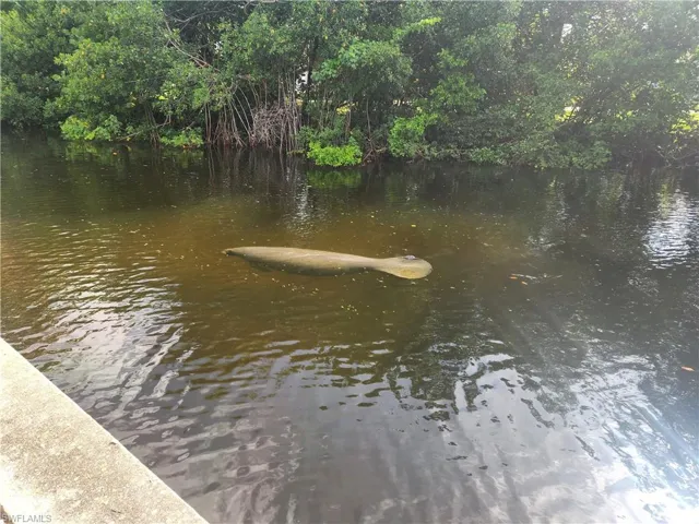 Majestic Manatees right at your dock!