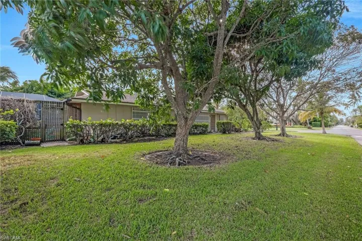 Mature Mango and a Lychee trees in side yard