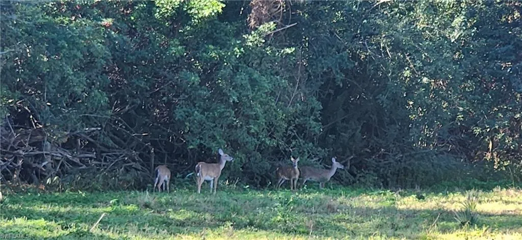 Back yard friends
