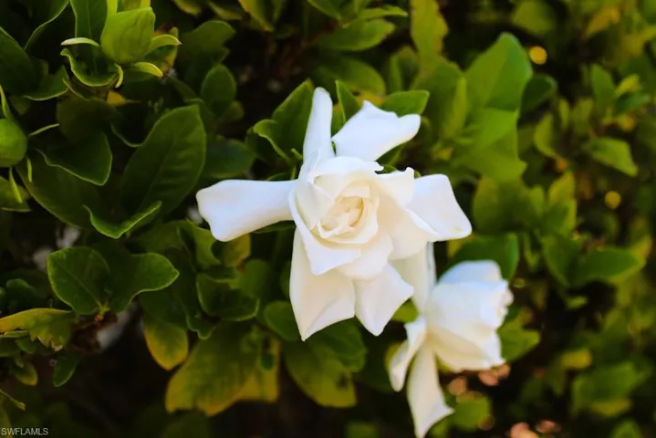 Fragrant Gardenia flower