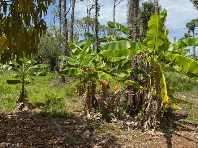 View of undeveloped land