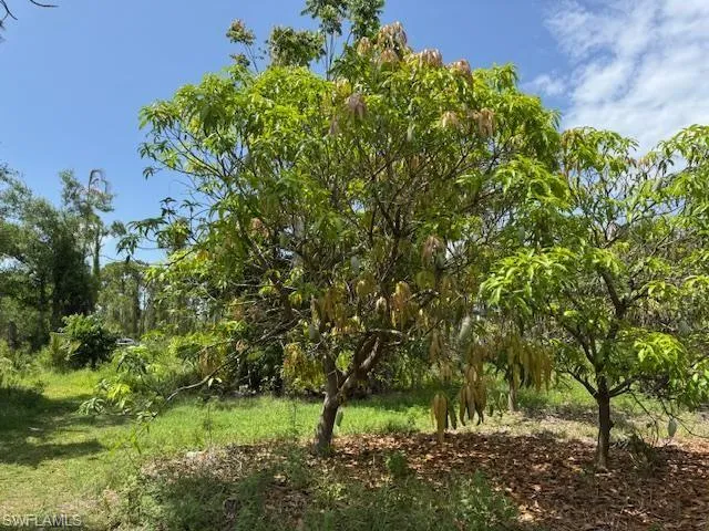 View of nature