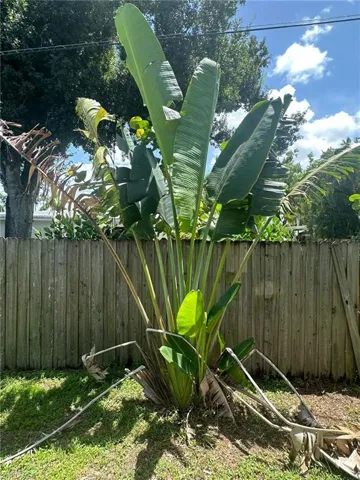 Beautiful tropical foilage