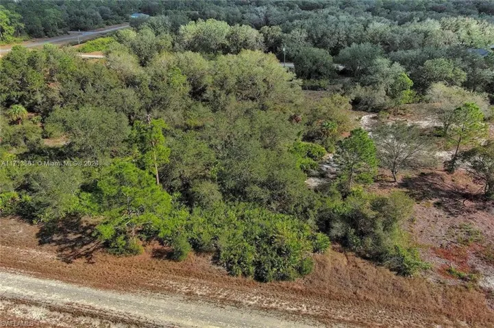 Drone / aerial view of a forest
