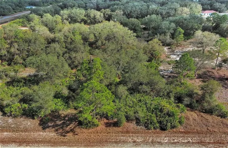 Aerial view of a forest